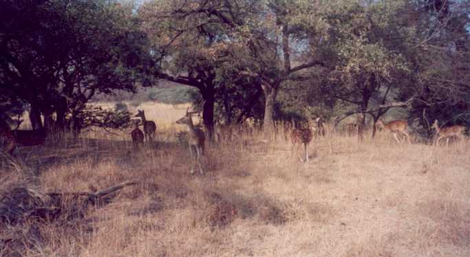 Ranthambore Deer
