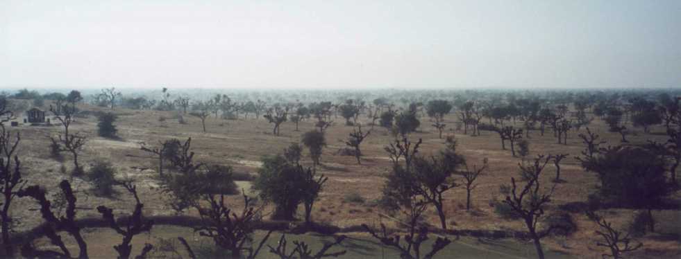Shekawati View